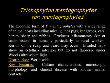 The zoophilic form of T. mentagrophytes with a wide range of animal hosts including mice, guinea pigs, kangaroos, cats, horses, sheep and rabbits. Produces.