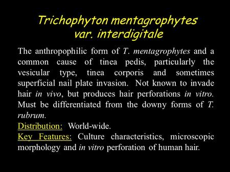The anthropophilic form of T. mentagrophytes and a common cause of tinea pedis, particularly the vesicular type, tinea corporis and sometimes superficial.