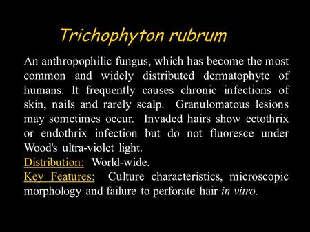 Trichophyton rubrum An anthropophilic fungus, which has become the most common and widely distributed dermatophyte of humans. It frequently causes chronic.