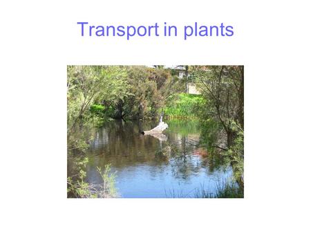 Transport in plants.