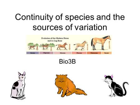 Continuity of species and the sources of variation