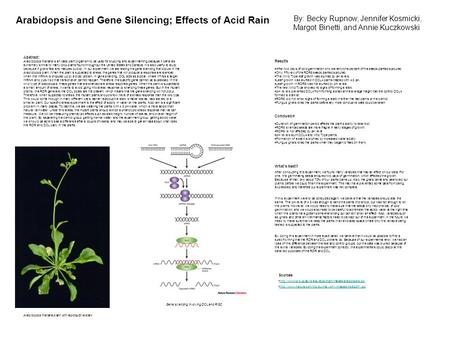 Arabidopsis and Gene Silencing; Effects of Acid Rain By: Becky Rupnow, Jennifer Kosmicki, Margot Binetti, and Annie Kuczkowski Abstract: Arabidopsis thaliana.
