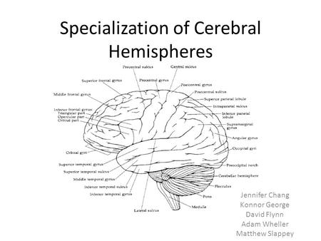 Specialization of Cerebral Hemispheres Jennifer Chang Konnor George David Flynn Adam Wheller Matthew Slappey.