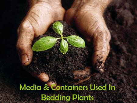 Media & Containers Used In Bedding Plants. Bedding Plant Media Media-materials used to start and grow plants –Soil –Inorganic materials –Commercially.