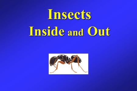 External Anatomy Adult insects are known for having three major body  regions, six legs, one pair of antennae and usually two pair of wings as  adults. - ppt download