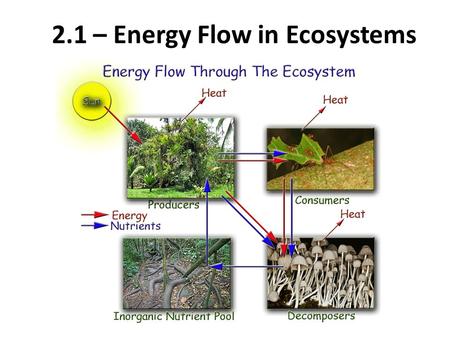 2.1 – Energy Flow in Ecosystems
