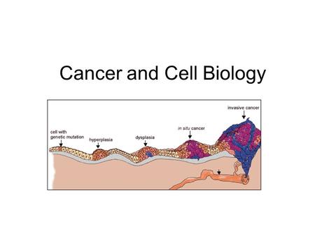 Cancer and Cell Biology. Cancer Facts Group of 100 diseases that develop across time Characterized by uncontrolled cell division Can develop in virtually.