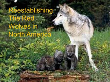 Reestablishing The Red Wolves in North America. Info Name: Red Wolf Living Range: All of the Us Weight :40-175 LB. Length: 49-83 Is one of the most Endangered.