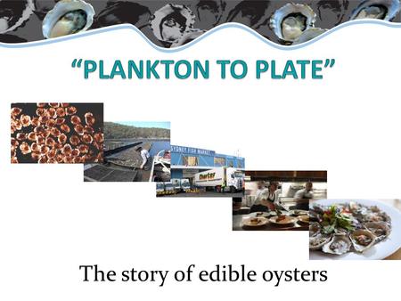 The story of edible oysters. What are oysters? Marine / estuarine animal Shell (mollusc) Bivalves (2 shells) Omnivore (eats both phytoplankton and zooplankton)