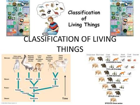 CLASSIFICATION OF LIVING THINGS