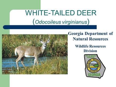 WHITE-TAILED DEER ( Odocoileus virginianus ) Georgia Department of Natural Resources Wildlife Resources Division.