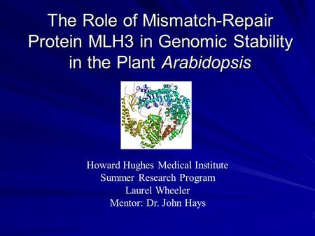 The Role of Mismatch-Repair Protein MLH3 in Genomic Stability in the Plant Arabidopsis Howard Hughes Medical Institute Summer Research Program Laurel Wheeler.