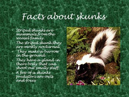 Facts about skunks. Striped skunks are mammals,from the weasel family. The striped skunk,they are mostly nocturnal. They make a burrow in the ground. They.