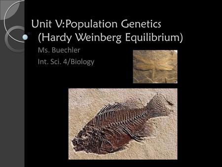 Unit V:Population Genetics (Hardy Weinberg Equilibrium) Ms. Buechler Int. Sci. 4/Biology.