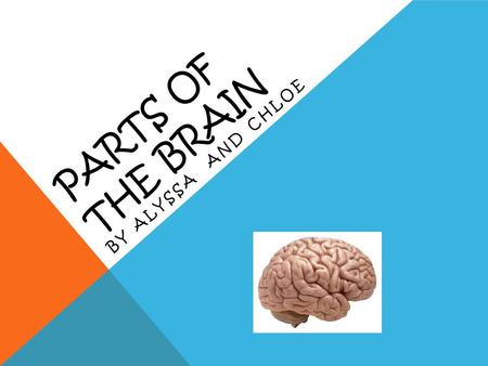 PARTS OF THE BRAIN BY ALYSSA AND CHLOE FRONTAL LOBE In the front In charge of:  Reasoning  Planning  Problem solving  Basic movements  Responses.