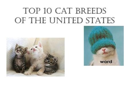 Top 10 Cat Breeds of the United States. Persian Affectionate & loyal Need groomed every day #1 breed since 1871 Flat face with round eyes.