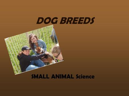 DOG BREEDS SMALL ANIMAL Science. HOUND GROUP Afghan Hound.