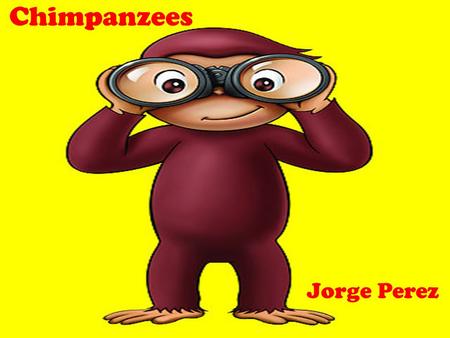 Chimpanzees Jorge Perez. Anatomy Covered by a thick coat of fur Long arms and short bodies – Arms are longer than legs Have no fur on fingers, ears, face,