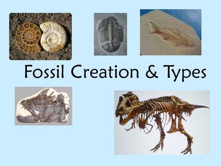 Fossil Creation & Types