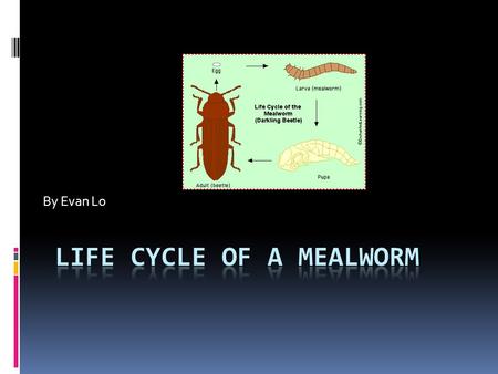 By Evan Lo Egg larva pupa adult  this is the life cycle of a egg to a mealworm to a pupa to a adult.