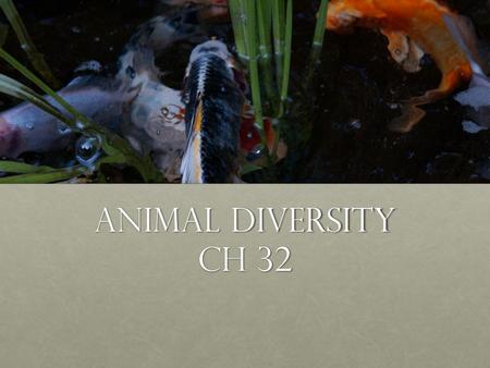 Animal diversity Ch 32.