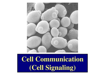 Cell Communication (Cell Signaling)