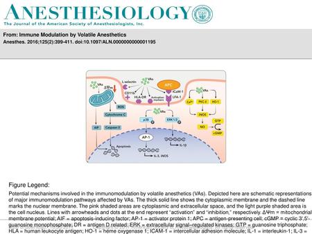 Figure Legend: From: Immune Modulation by Volatile Anesthetics