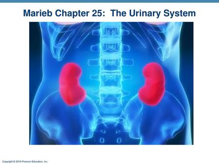 Marieb Chapter 25: The Urinary System