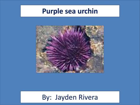 Purple sea urchin By: Jayden Rivera