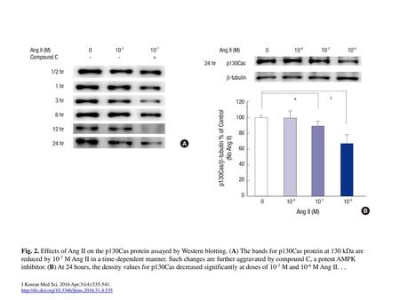 Fig. 2. Effects of Ang II on the p130Cas protein assayed by Western blotting. (A) The bands for p130Cas protein at 130 kDa are reduced by 10-7 M Ang II.
