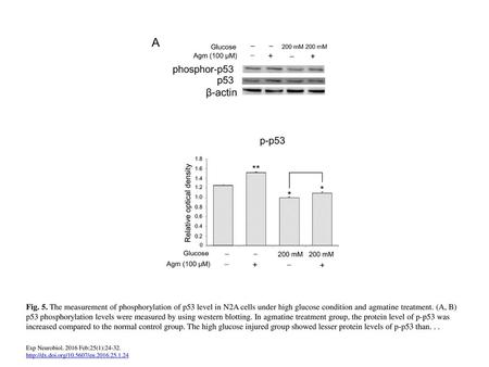 Fig. 5. The measurement of phosphorylation of p53 level in N2A cells under high glucose condition and agmatine treatment. (A, B) p53 phosphorylation levels.