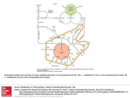 Intracellular location and overview of major metabolic pathways in a liver parenchymal cell. (AA →, metabolism of one or more essential amino acids; AA.