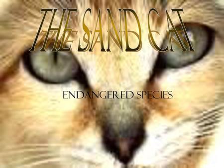 The sand cat Endangered species.