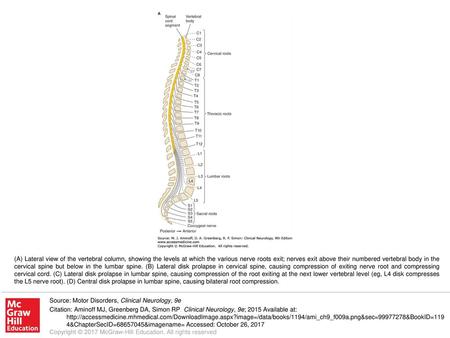 (A) Lateral view of the vertebral column, showing the levels at which the various nerve roots exit; nerves exit above their numbered vertebral body in.