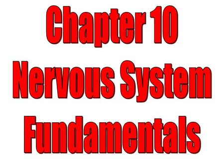 Chapter 10 Nervous System Fundamentals.