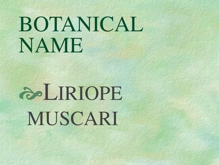 BOTANICAL NAME LIRIOPE MUSCARI.