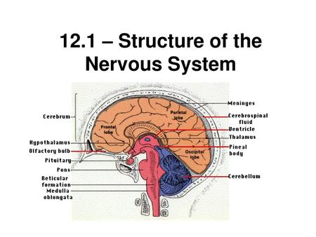 12.1 – Structure of the Nervous System