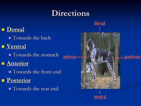 Directions Dorsal Ventral Anterior Posterior Towards the back