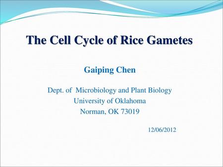 The Cell Cycle of Rice Gametes