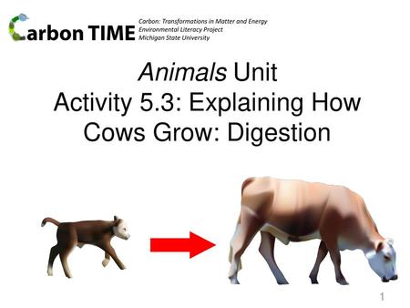 Animals Unit Activity 5.3: Explaining How Cows Grow: Digestion