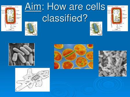 Aim: How are cells classified?
