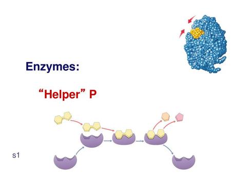 Enzymes: “Helper” P s1.