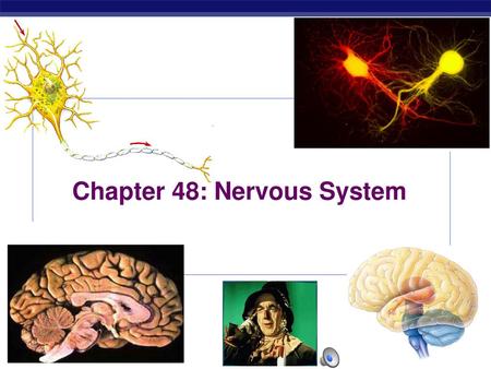 Chapter 48: Nervous System