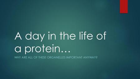 A day in the life of a protein…