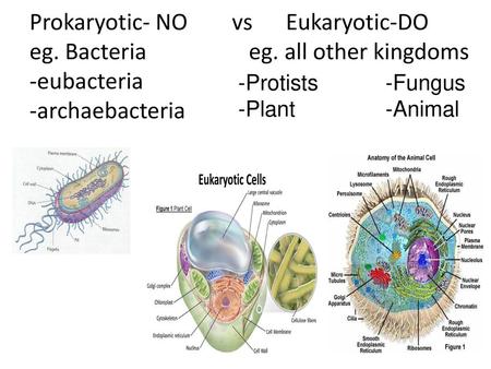 Prokaryotic- NO vs Eukaryotic-DO eg. Bacteria. eg