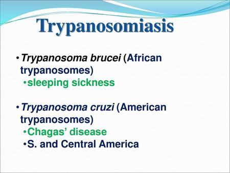 Trypanosomiasis Trypanosoma brucei (African trypanosomes)