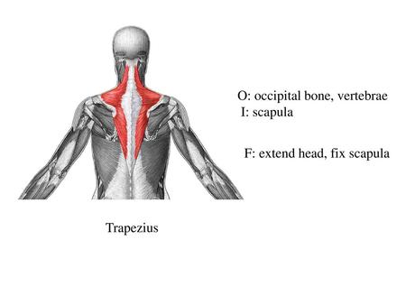 O: occipital bone, vertebrae