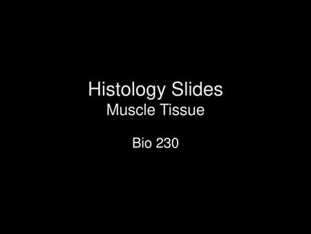 Histology Slides Muscle Tissue