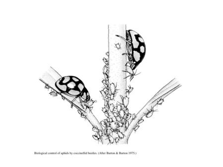 Biological control of aphids by coccinellid beetles