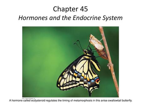 Chapter 45 Hormones and the Endocrine System